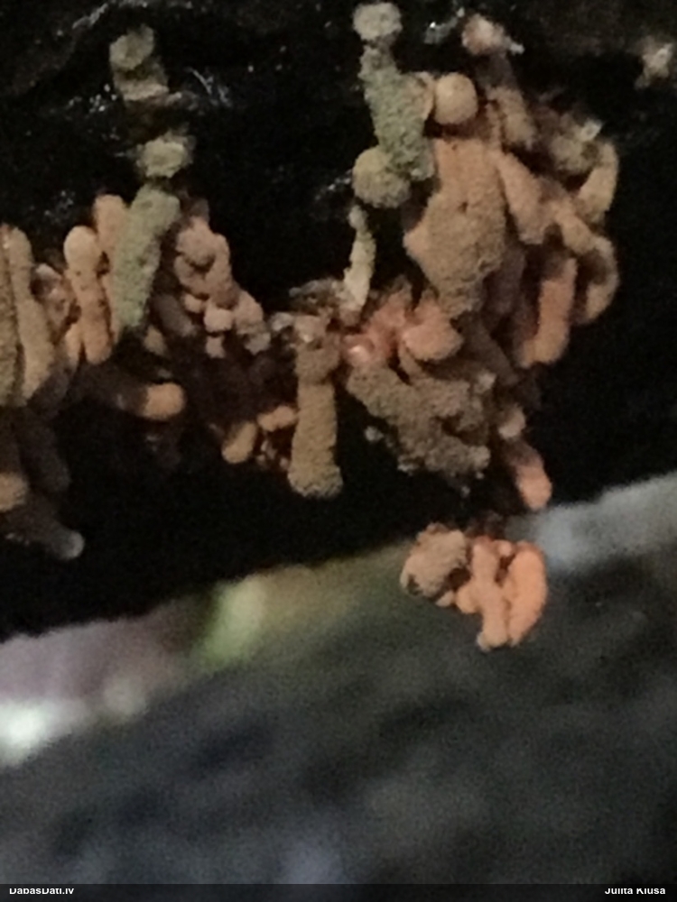 Ersteda (maltāsgaļas) arcīrija