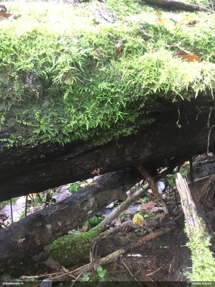 Ersteda (maltāsgaļas) arcīrija