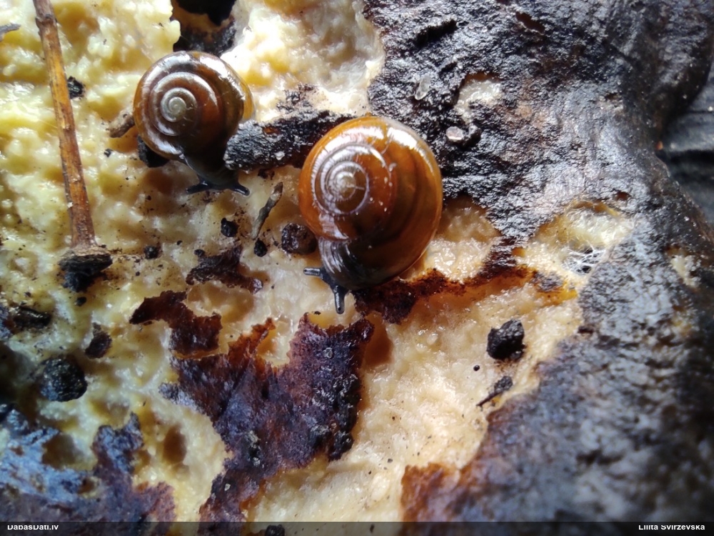 Gludspolīte (nenoteikta)