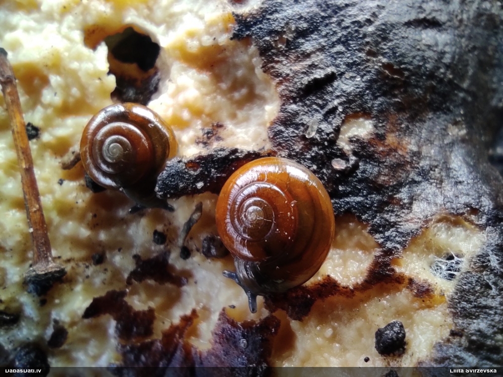 Gludspolīte (nenoteikta)