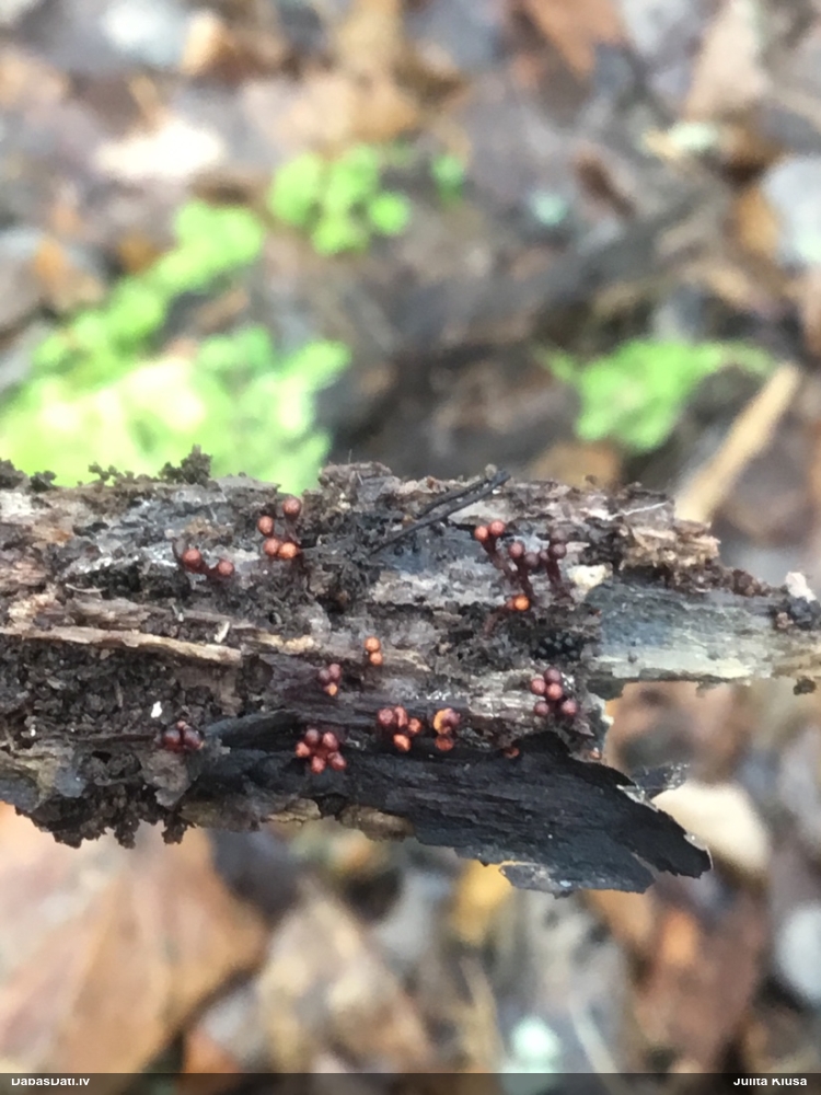 Kazeņu daudzpilīte