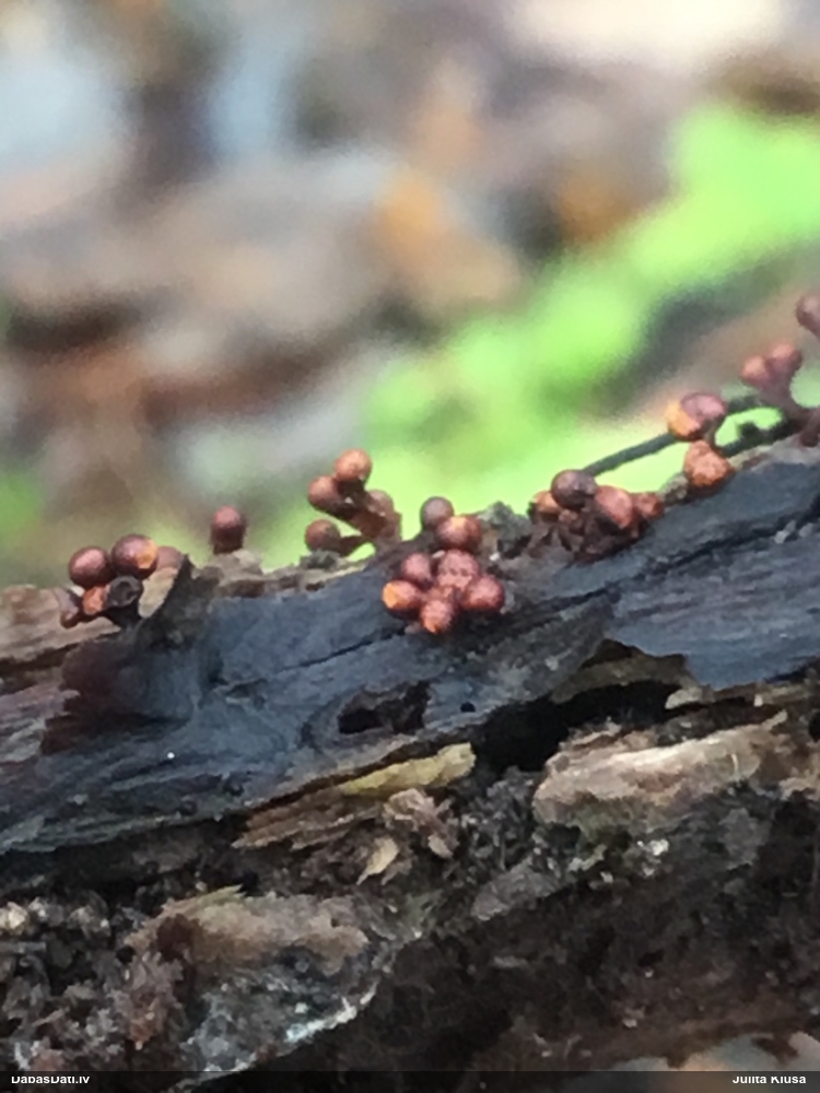 Kazeņu daudzpilīte