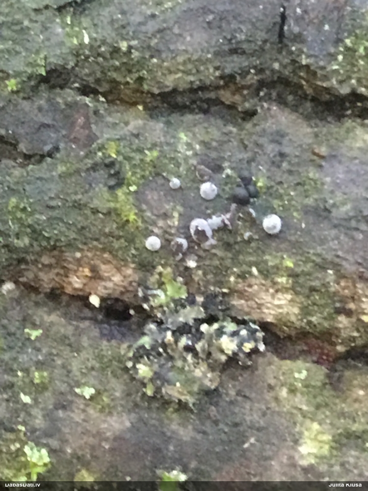 Plaissporu pumpurīte