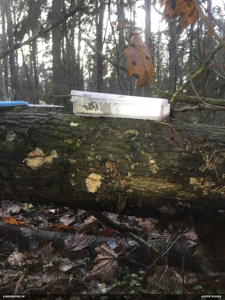 Plaissporu pumpurīte