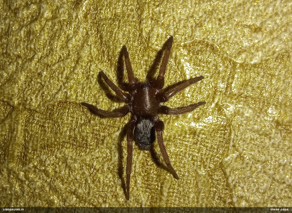 Zemeszirneklis Scotophaeus quadripunctatus
