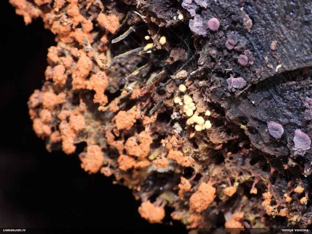 Kazeņu daudzpilīte