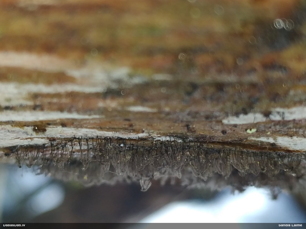 Cilindrīšu dzimtas gļotsēne (nenoteikta)