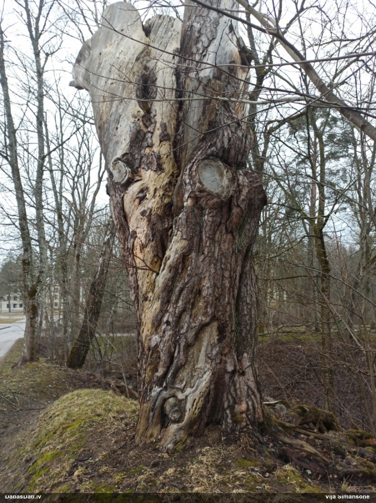 Baltais ragansviests
