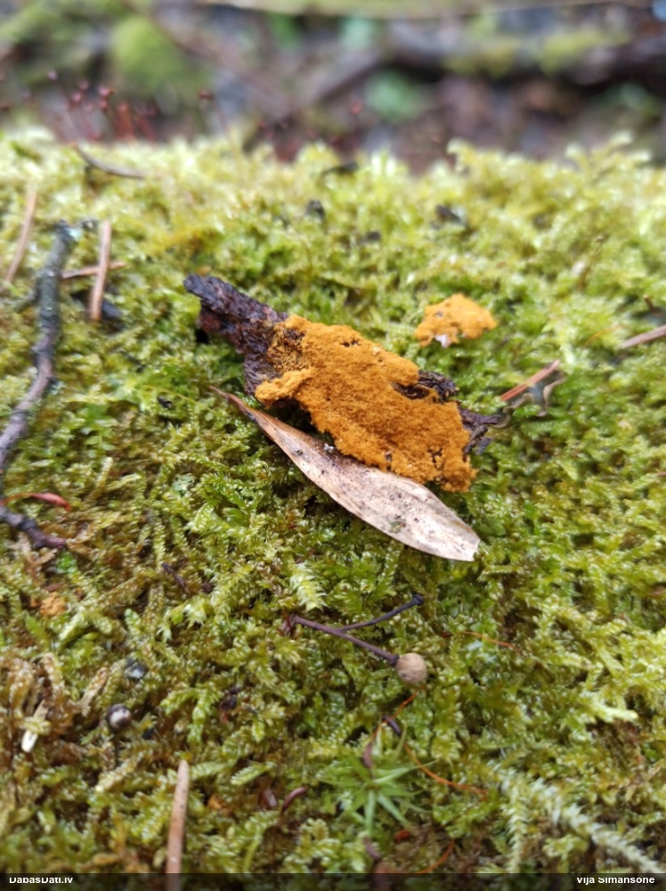 Nolīdzinātā bumbulīte