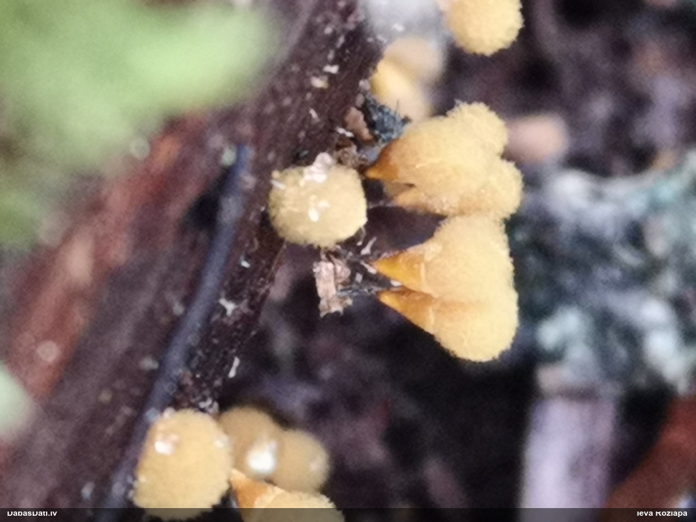 Apkaklītes pilienīte