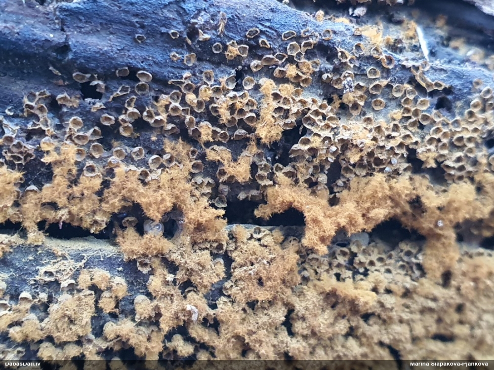 Maldinošā / krāterformas pilienīte