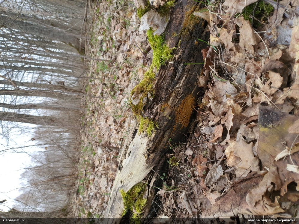 Maldinošā / krāterformas pilienīte