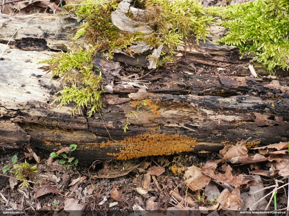 Maldinošā / krāterformas pilienīte