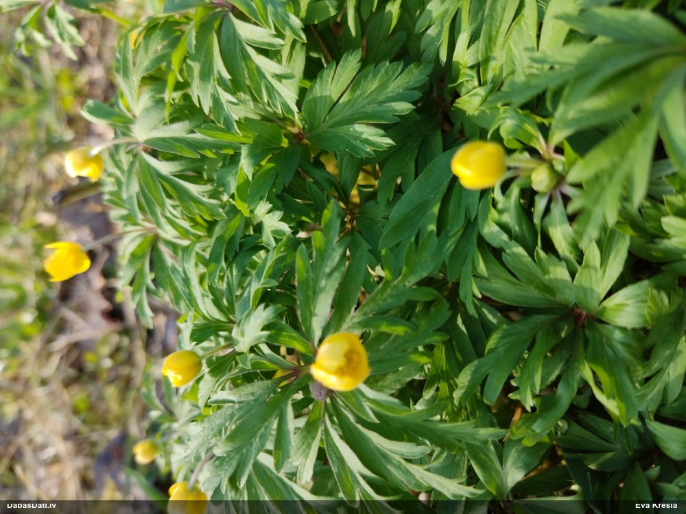 ветреница лютиковая