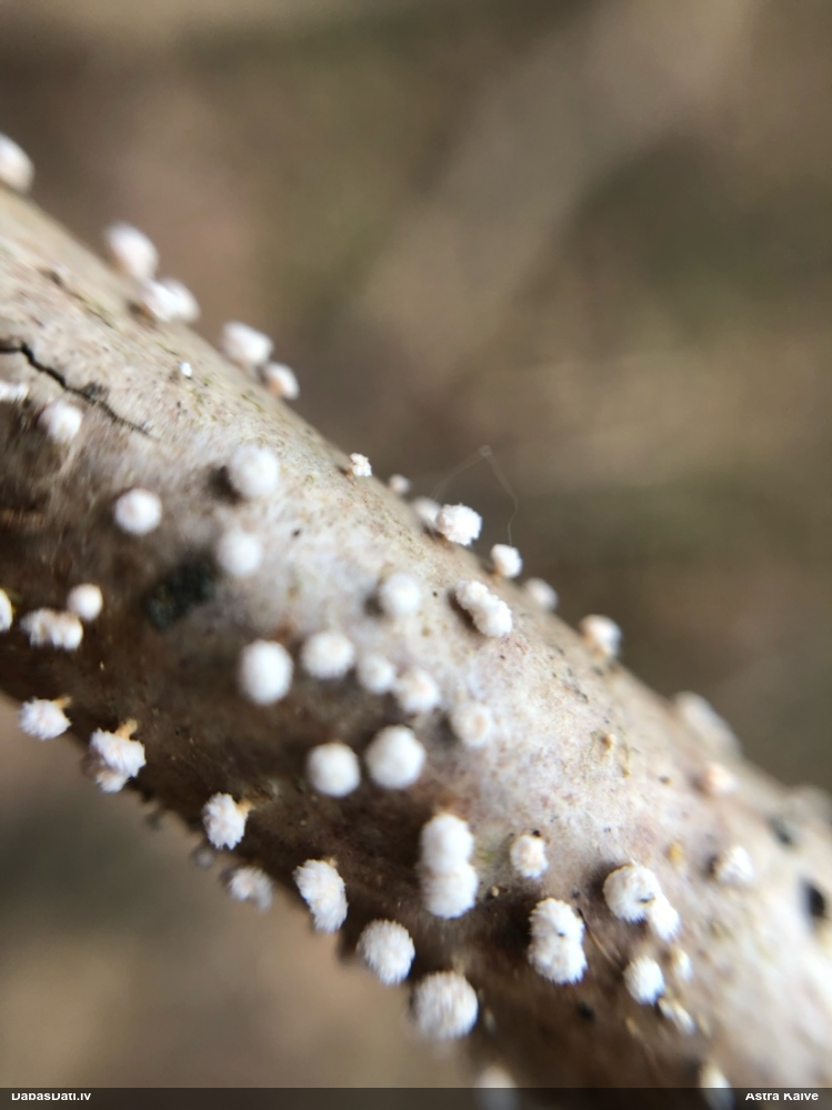 Sēne Capitotricha bicolor