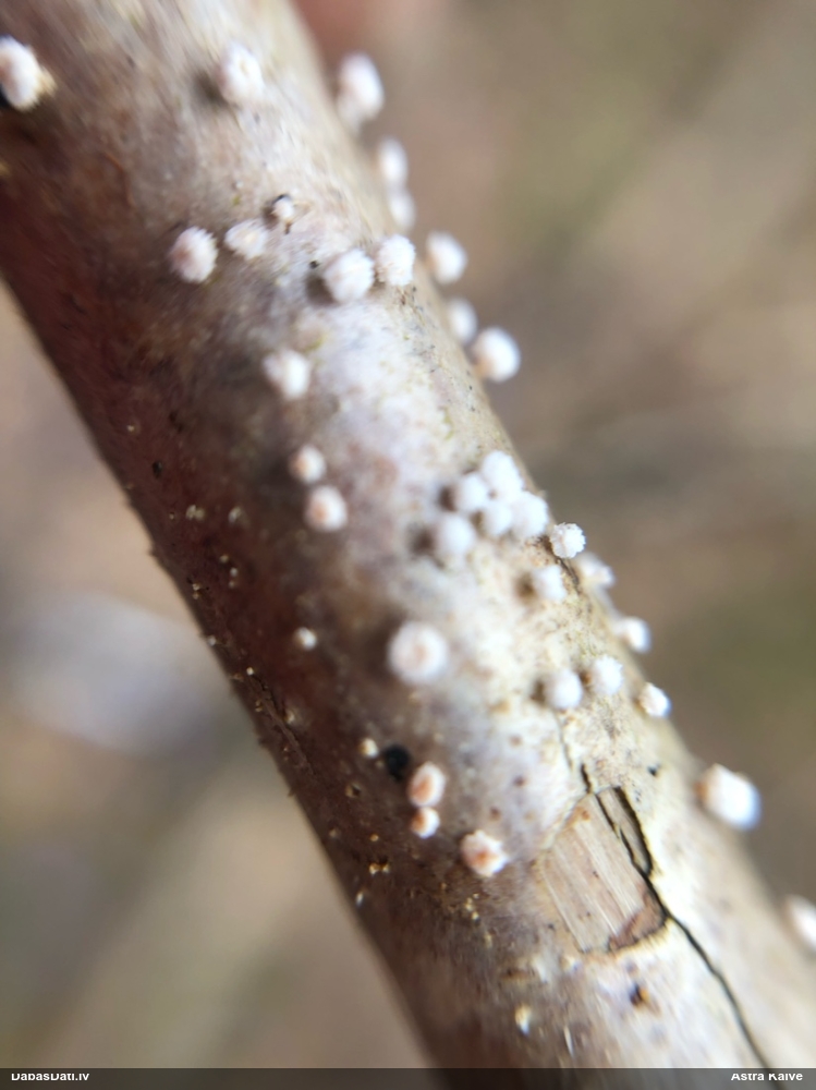 Sēne Capitotricha bicolor