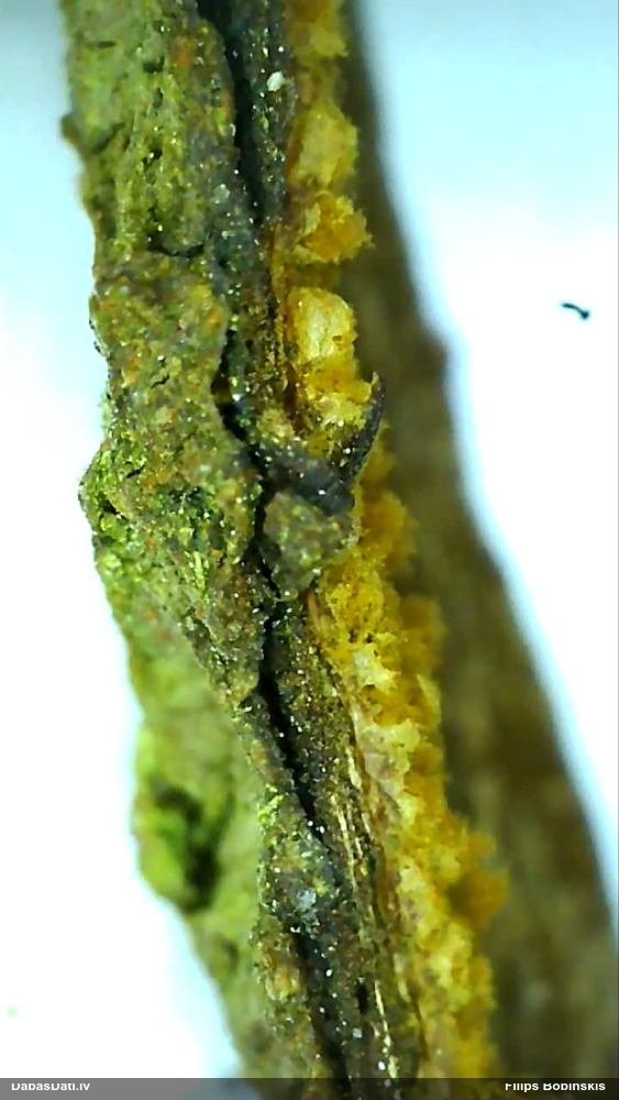 Pilienīšu dzimtas gļotsēne (nenoteikta)