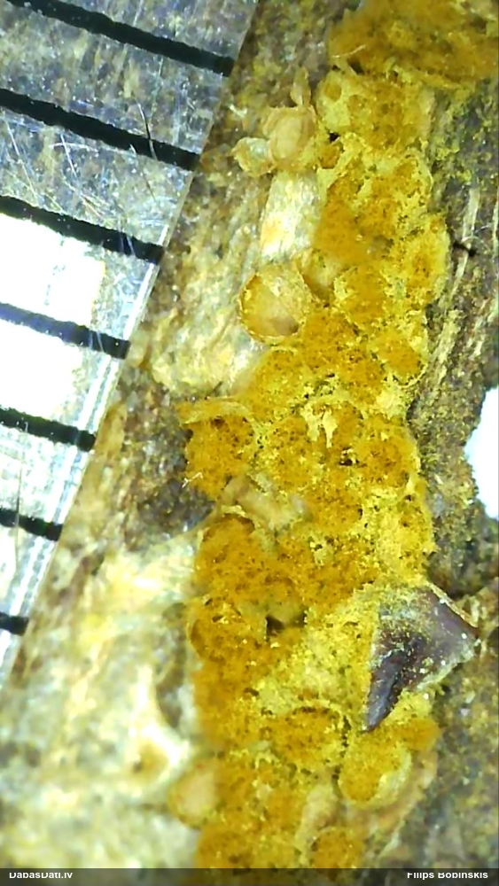 Pilienīšu dzimtas gļotsēne (nenoteikta)