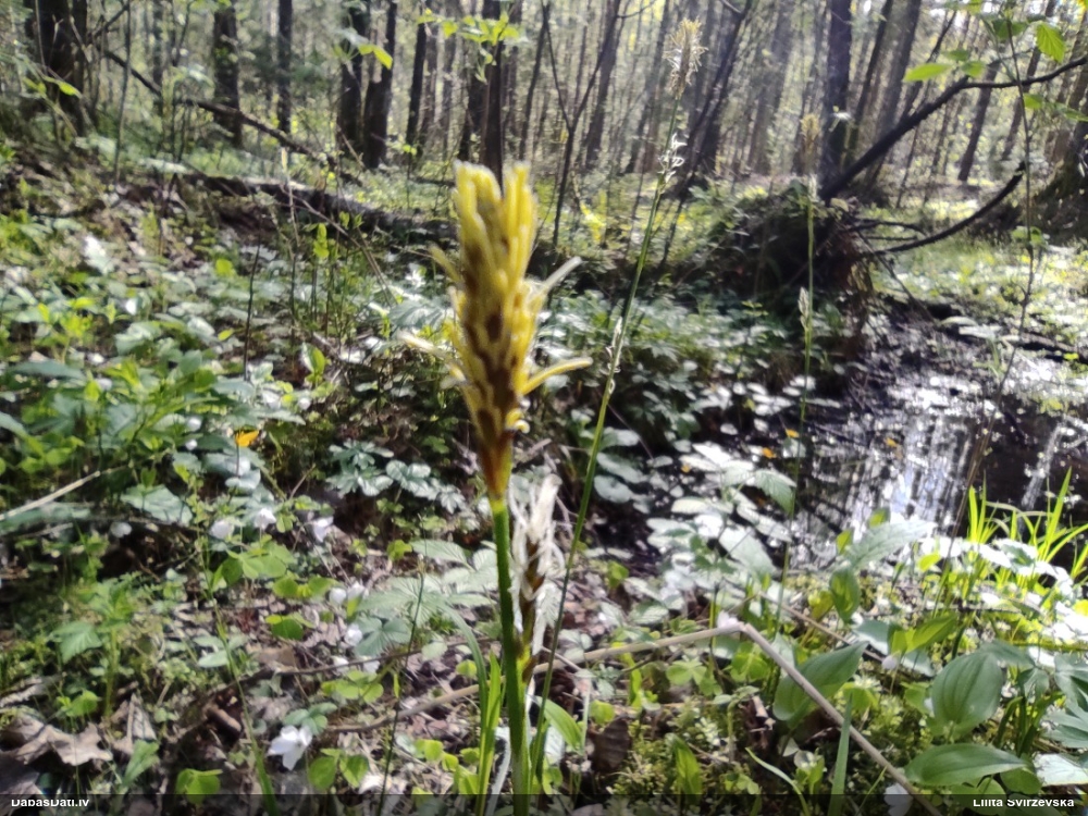 Makstainais grīslis