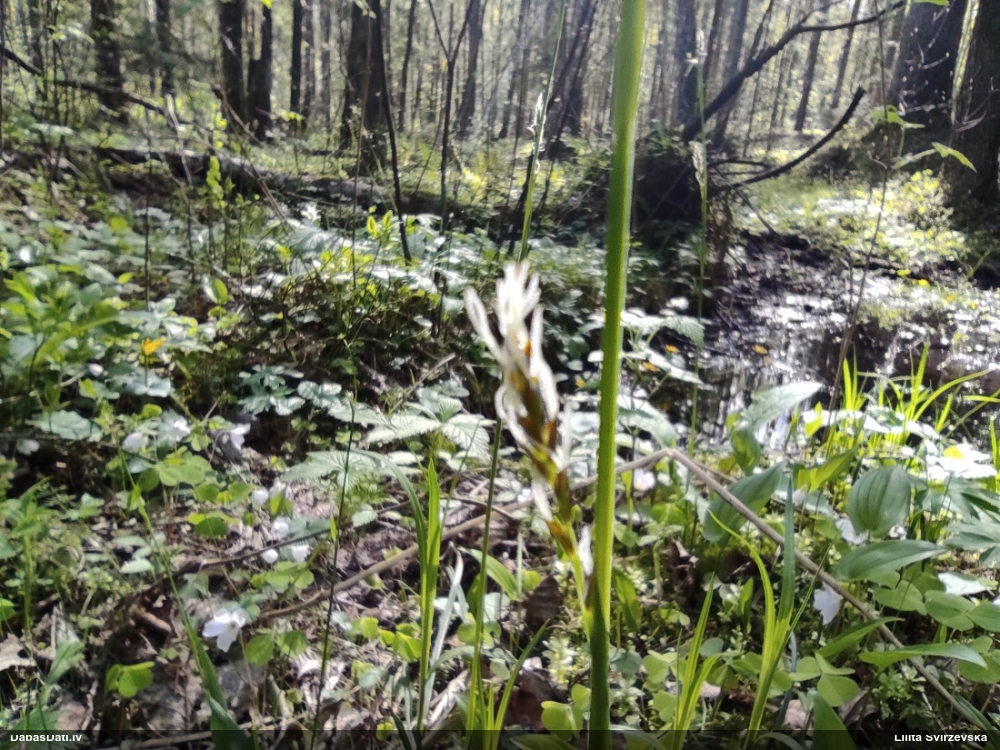 Makstainais grīslis