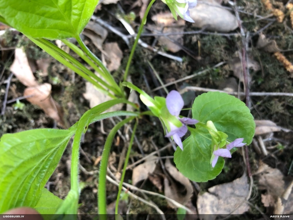 Brīnumainā vijolīte