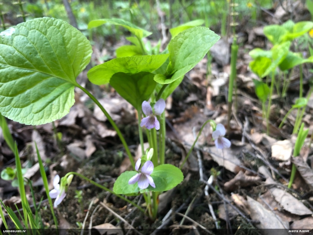 Brīnumainā vijolīte