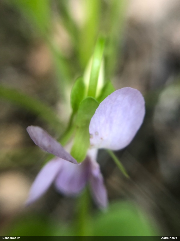 Brīnumainā vijolīte