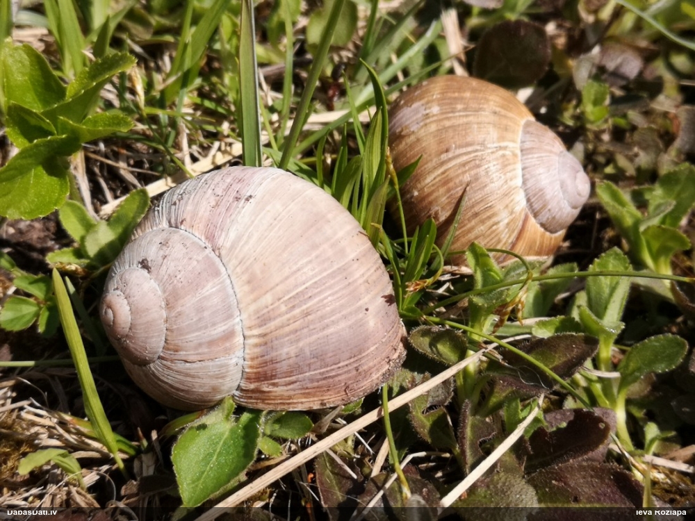 Parka vīngliemezis (īstais vīngliemezis)