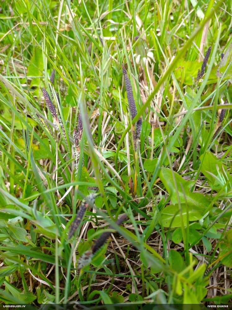 осока черная