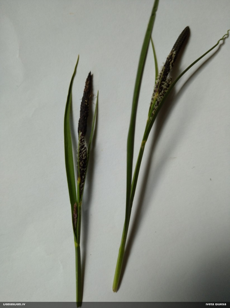 осока черная