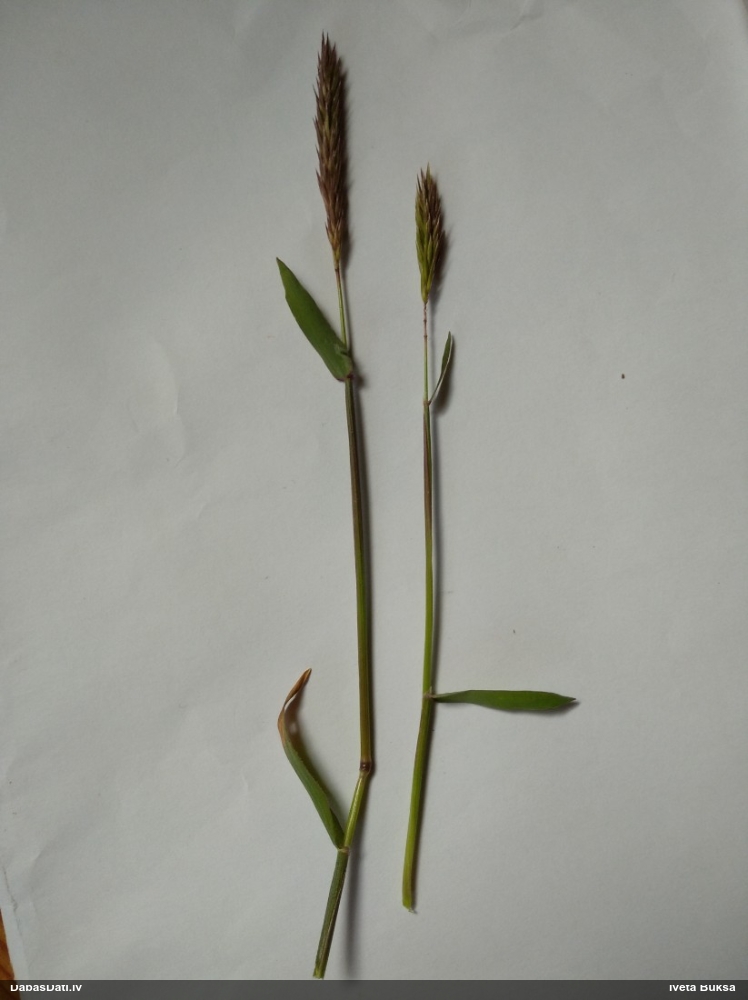 Parastā smaržzāle