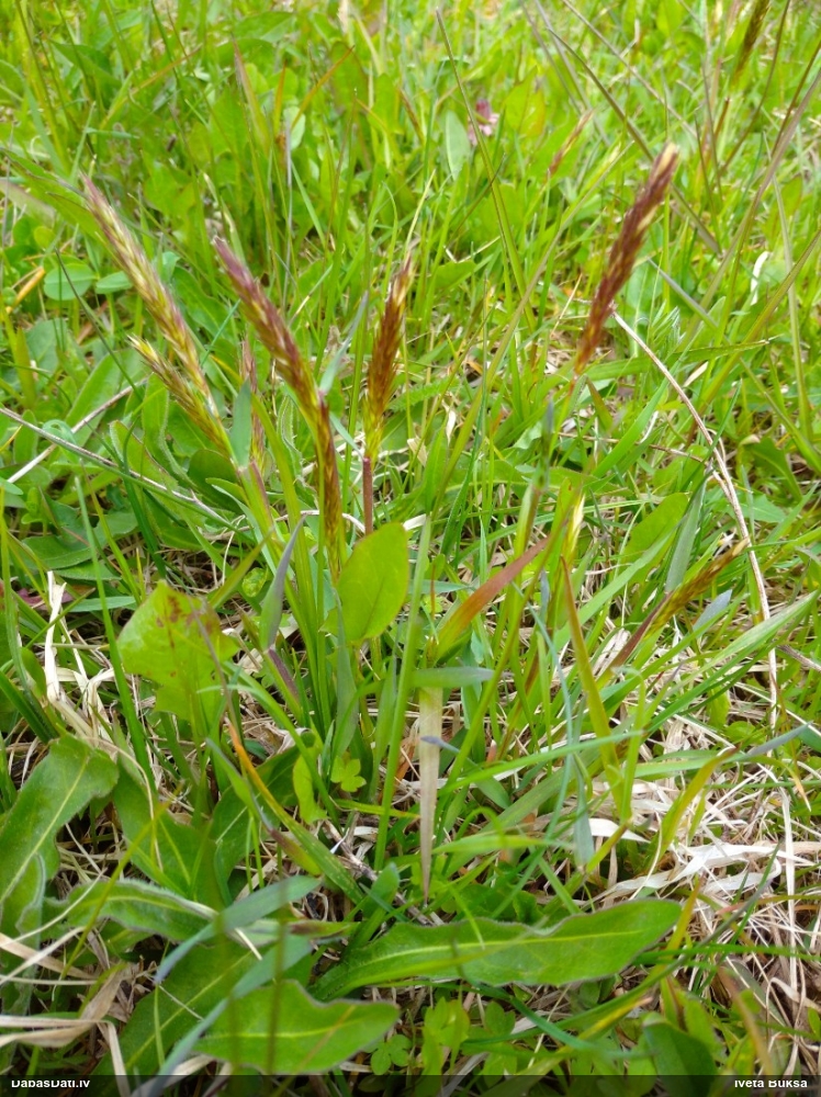 Parastā smaržzāle