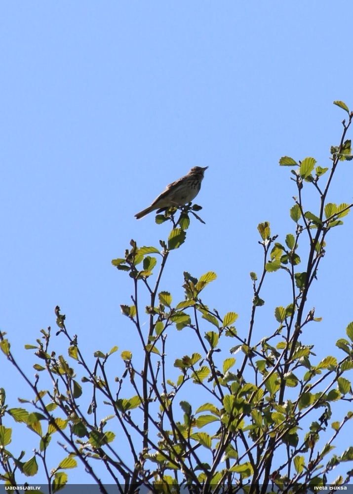 Tree Pipit