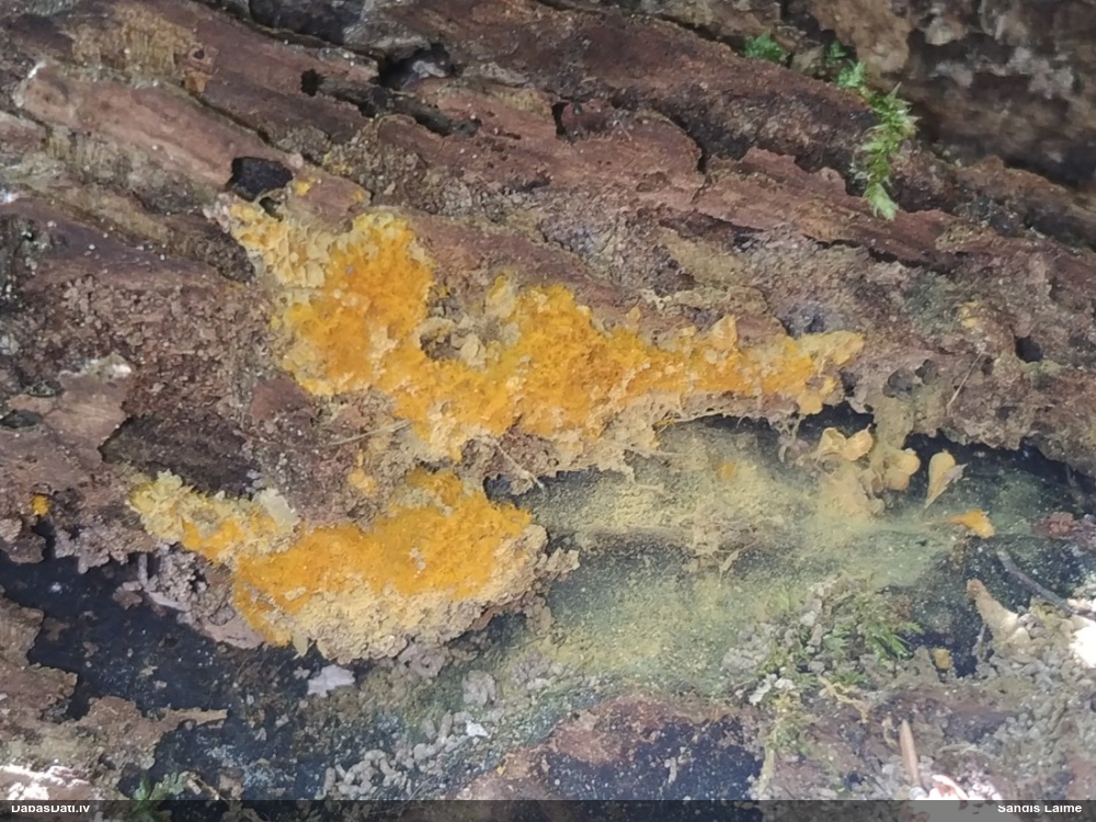 Pilienīšu dzimtas gļotsēne (nenoteikta)