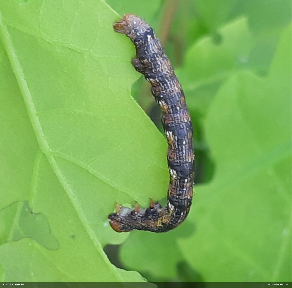 Lielais salnsprīžmetis