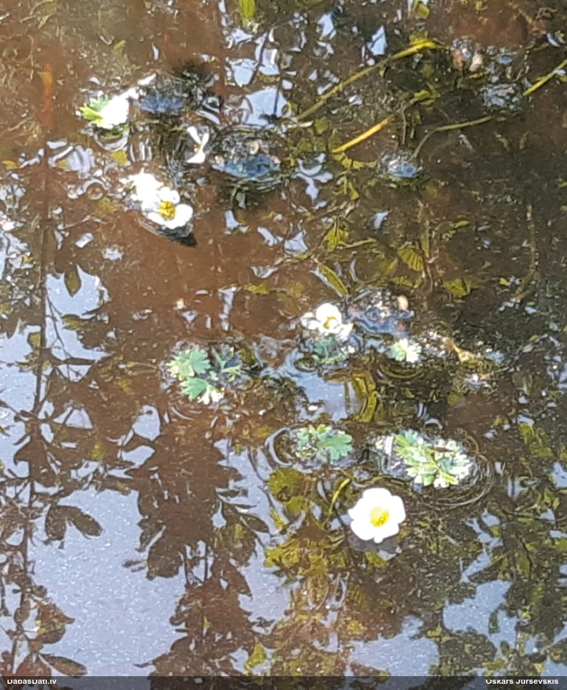 Parastā ūdensgundega