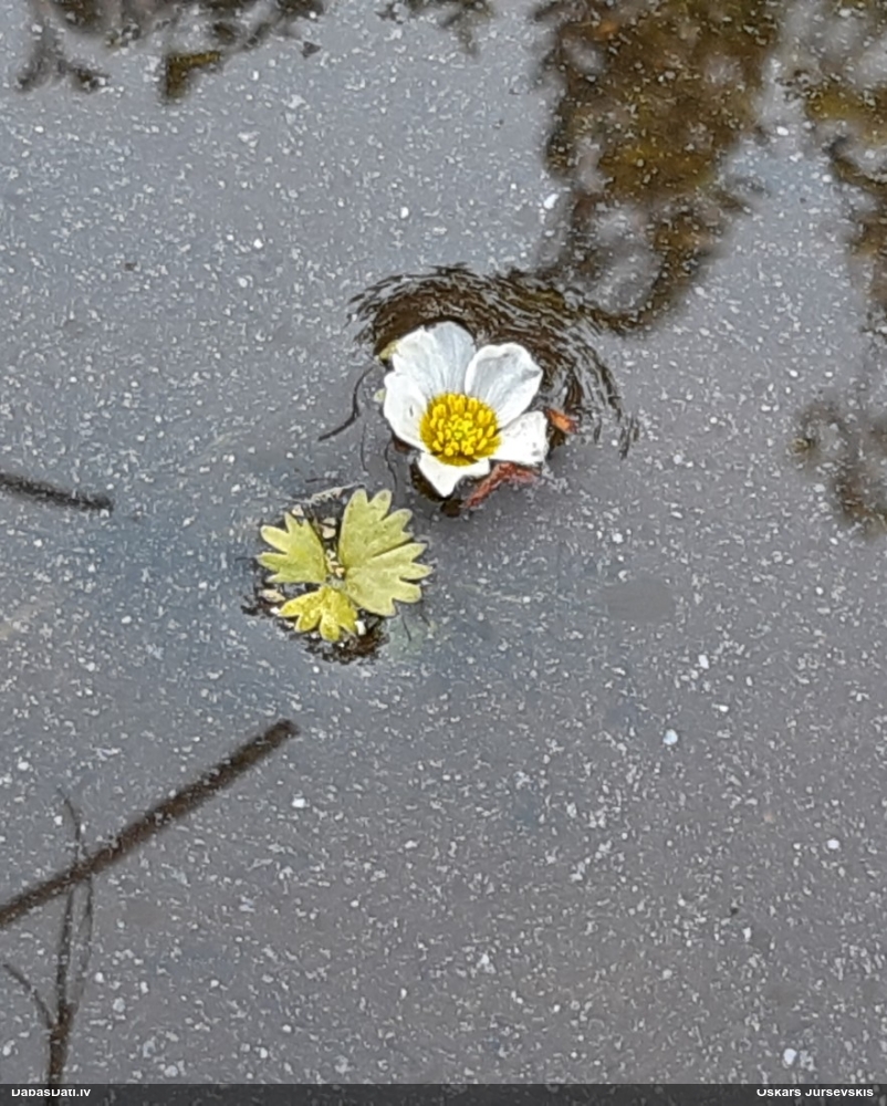 Parastā ūdensgundega