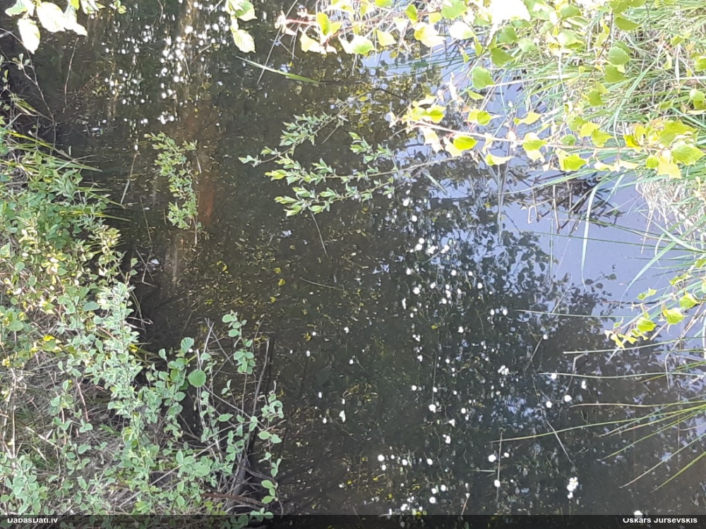 Parastā ūdensgundega