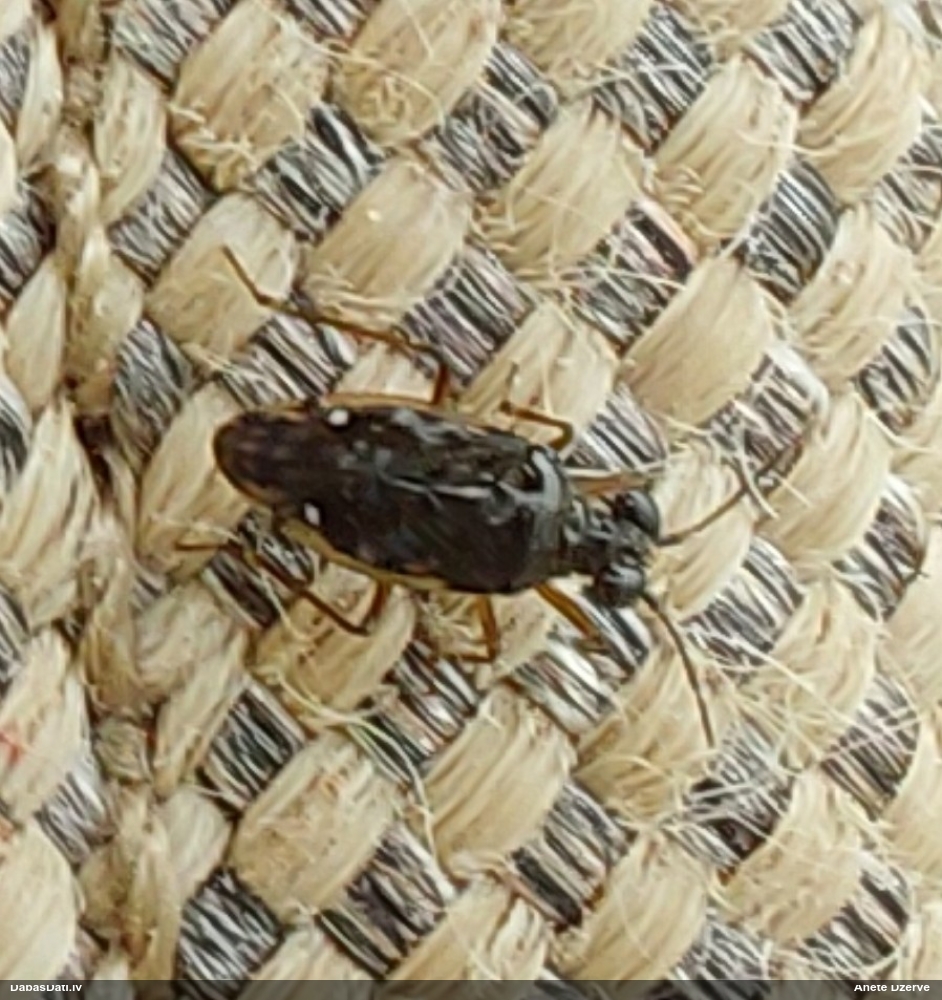 Lēcējblakts Chartoscirta cincta