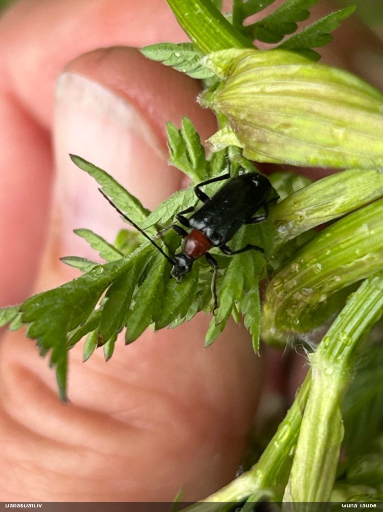 Koksngrauzis Dinoptera collaris