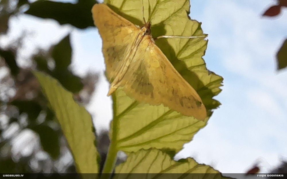 Naktstauriņš (nenoteikts)