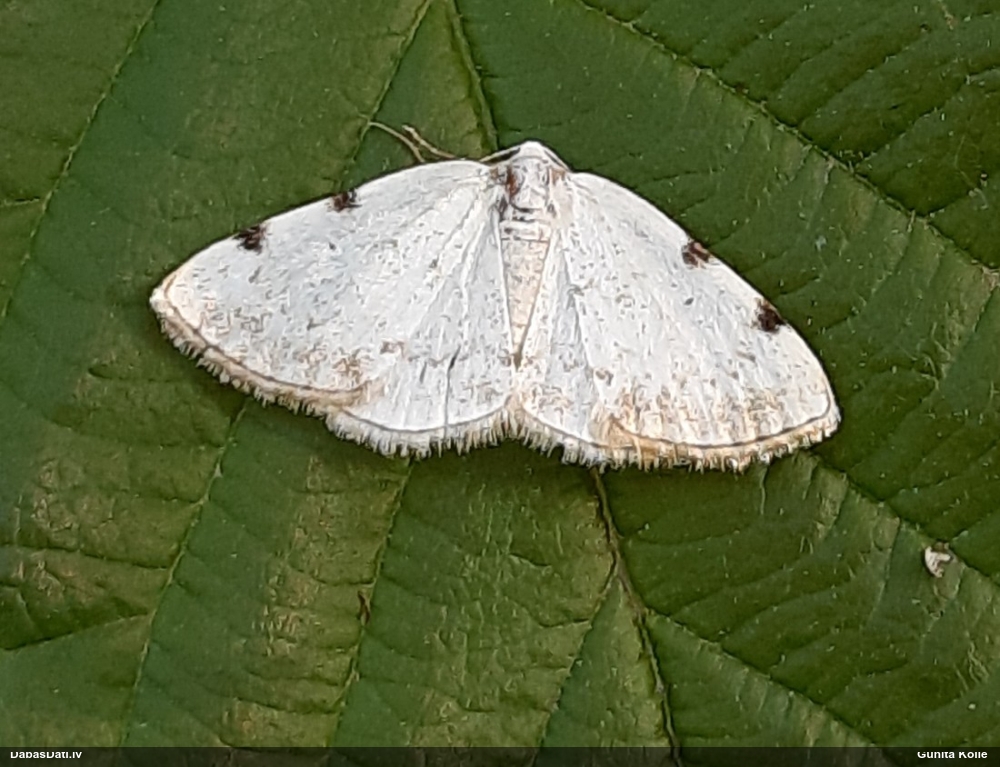 Ievu gludmalu sprīžmetis