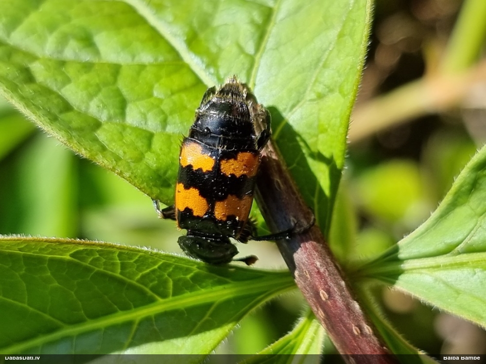 Kapračvabole Nicrophorus vespillo