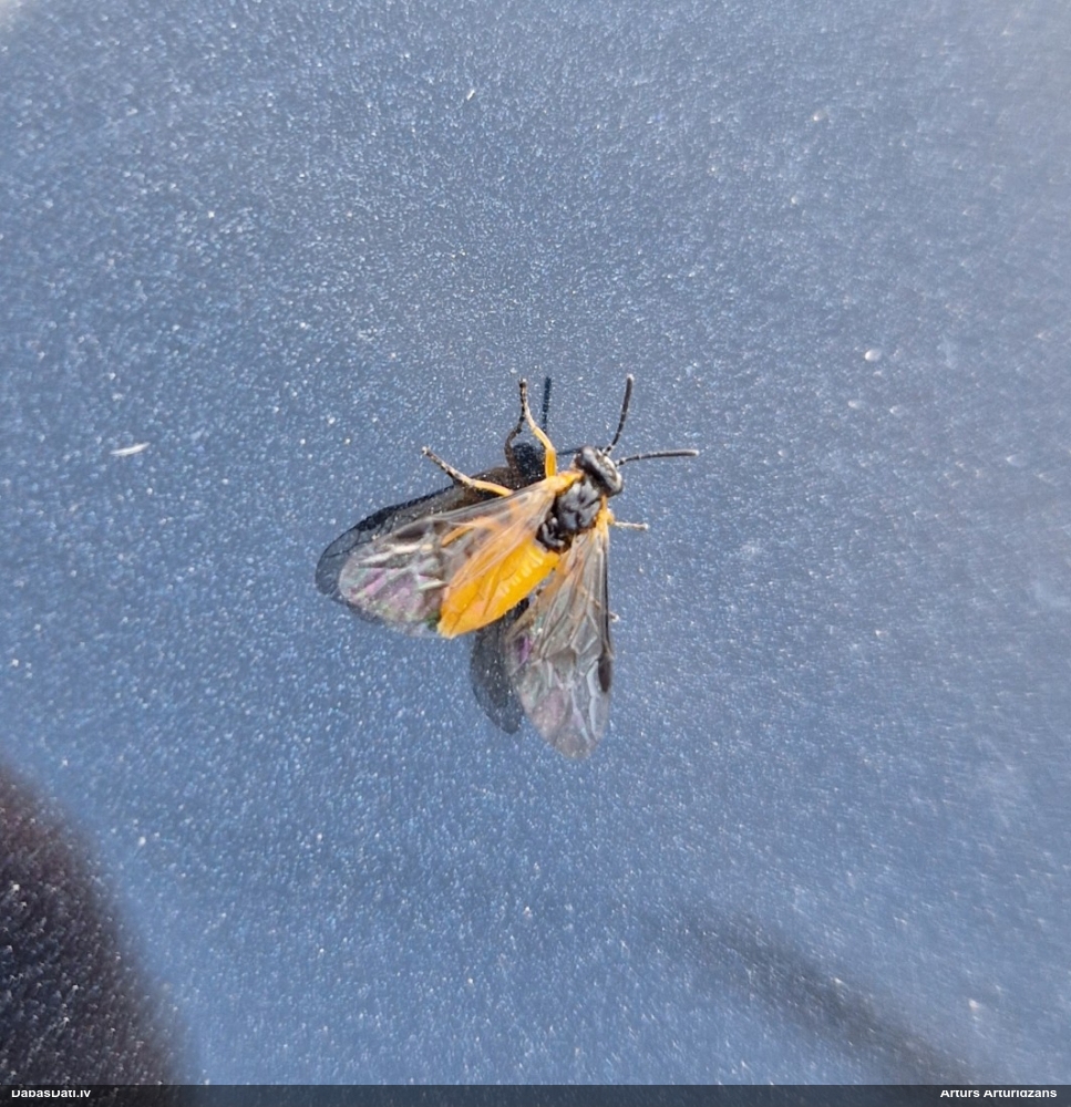 Plēvspārnis (nenoteikts)