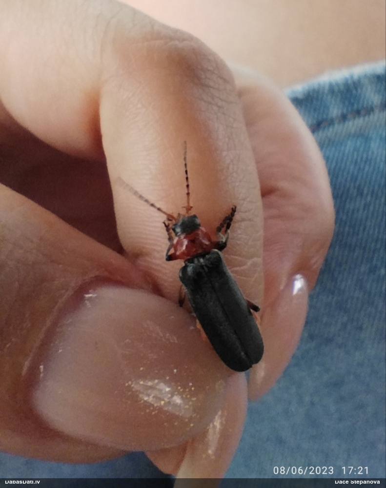 Mīkstspārnis Cantharis rustica