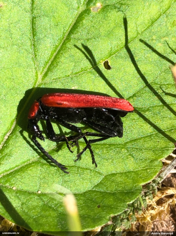 Melngalvas ugunsvabole