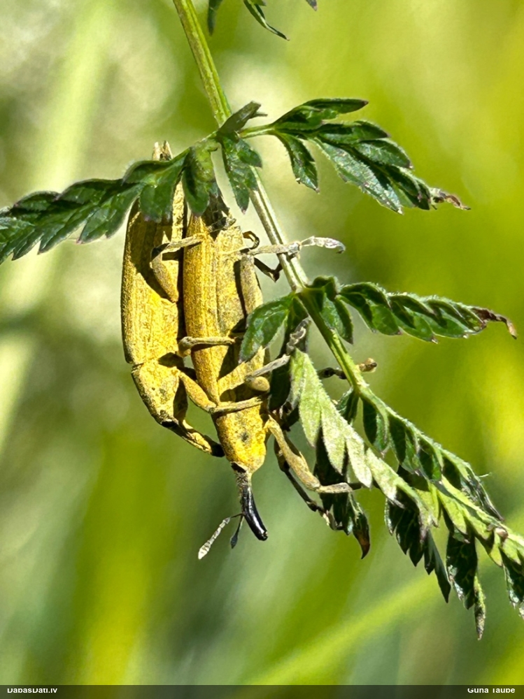 Smecernieks Lixus iridis