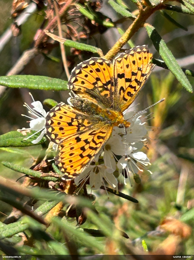 Agrais purvraibenis
