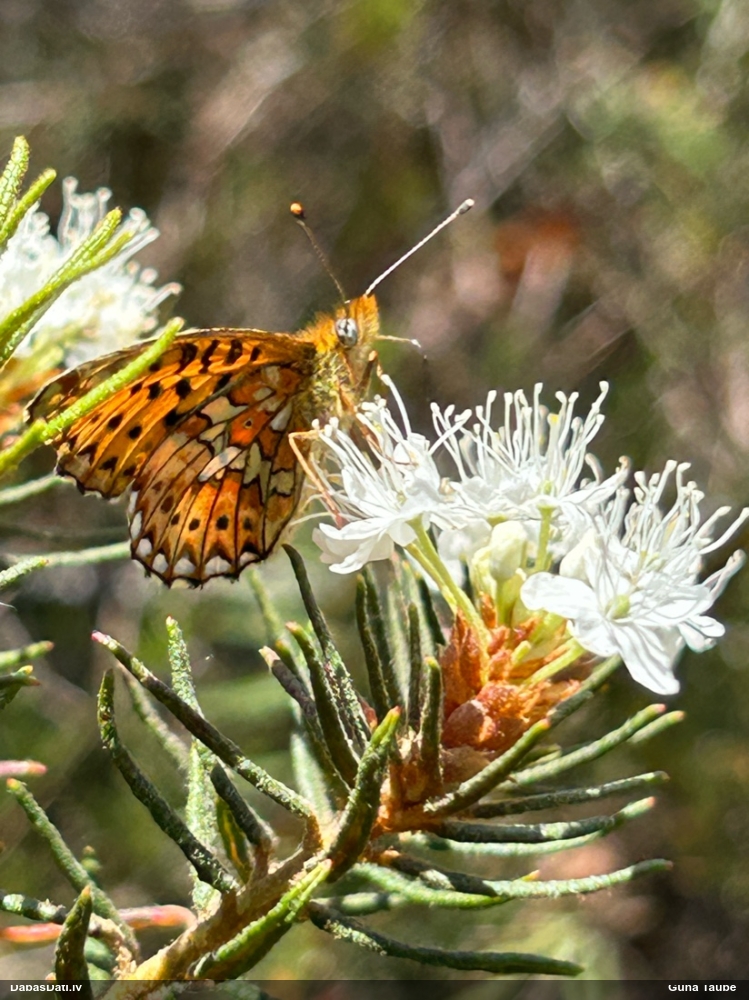 Agrais purvraibenis