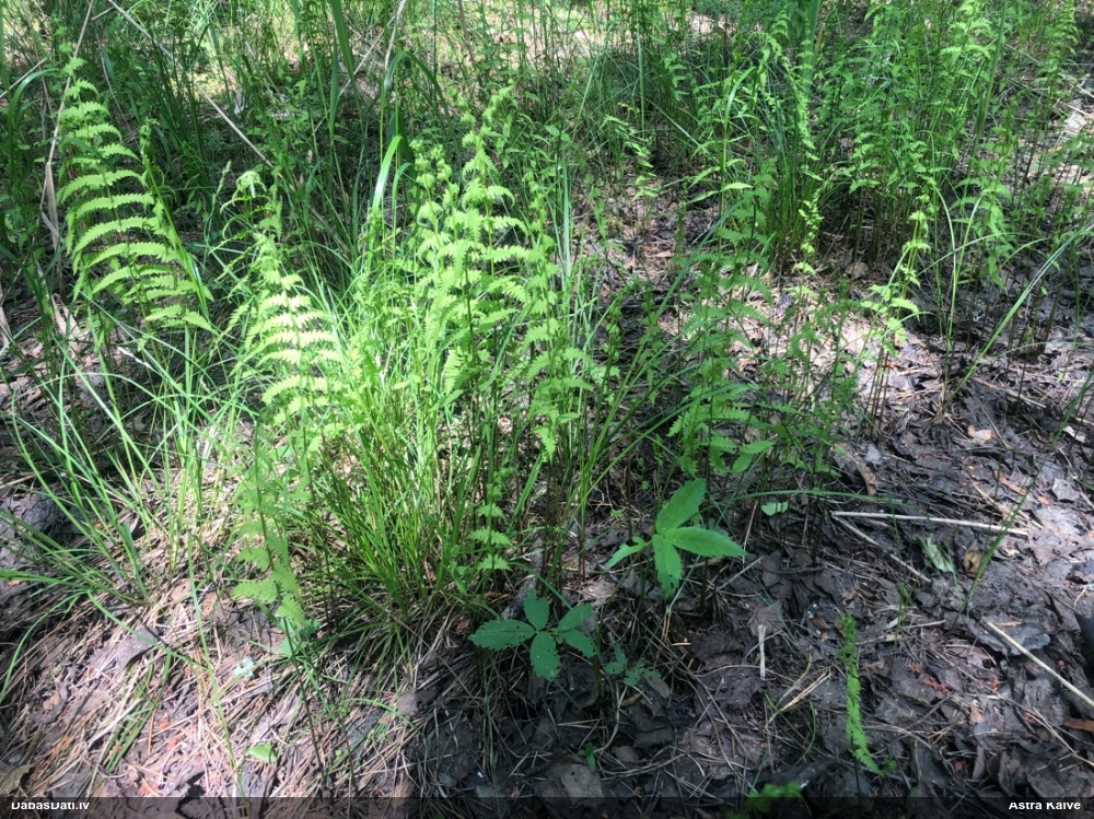 Purvāju purvpaparde